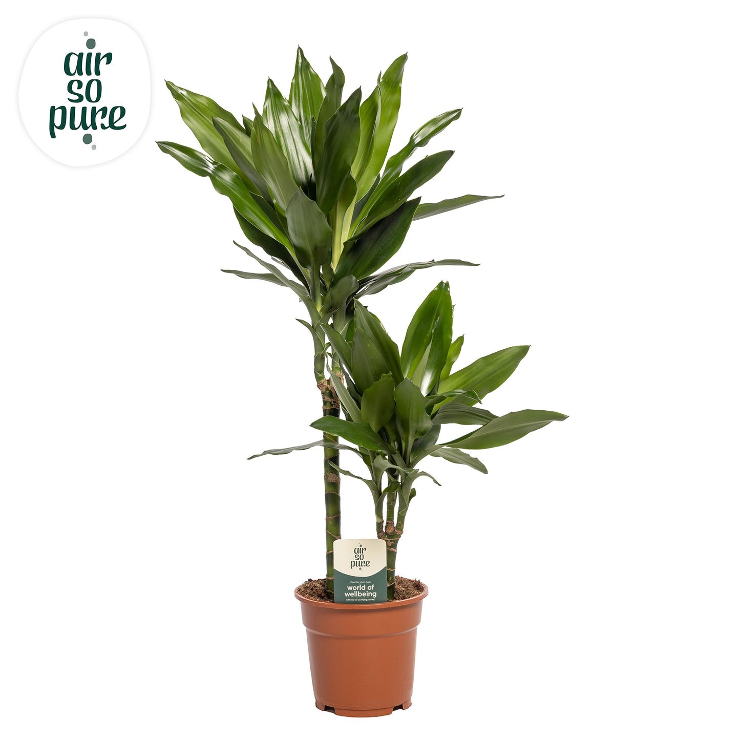 Dracaena frag. Janet Lind 75cm 17cm Pot