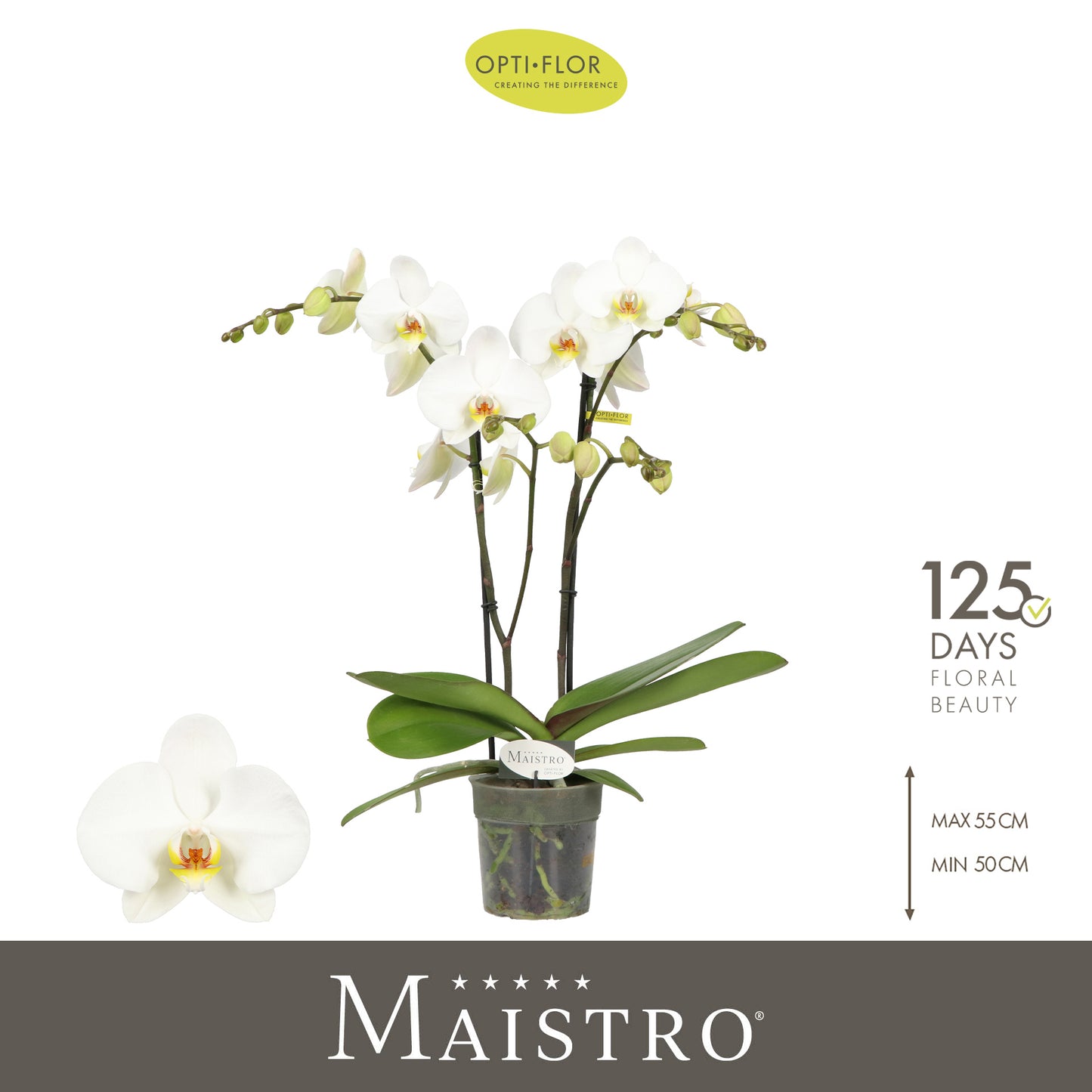Phalaenopsis Maistro 50cm 12cm Pot