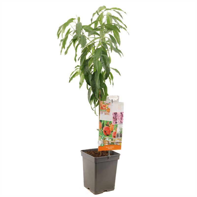 Prunus Saturn dwarfperzic 90cm 18cm Pot