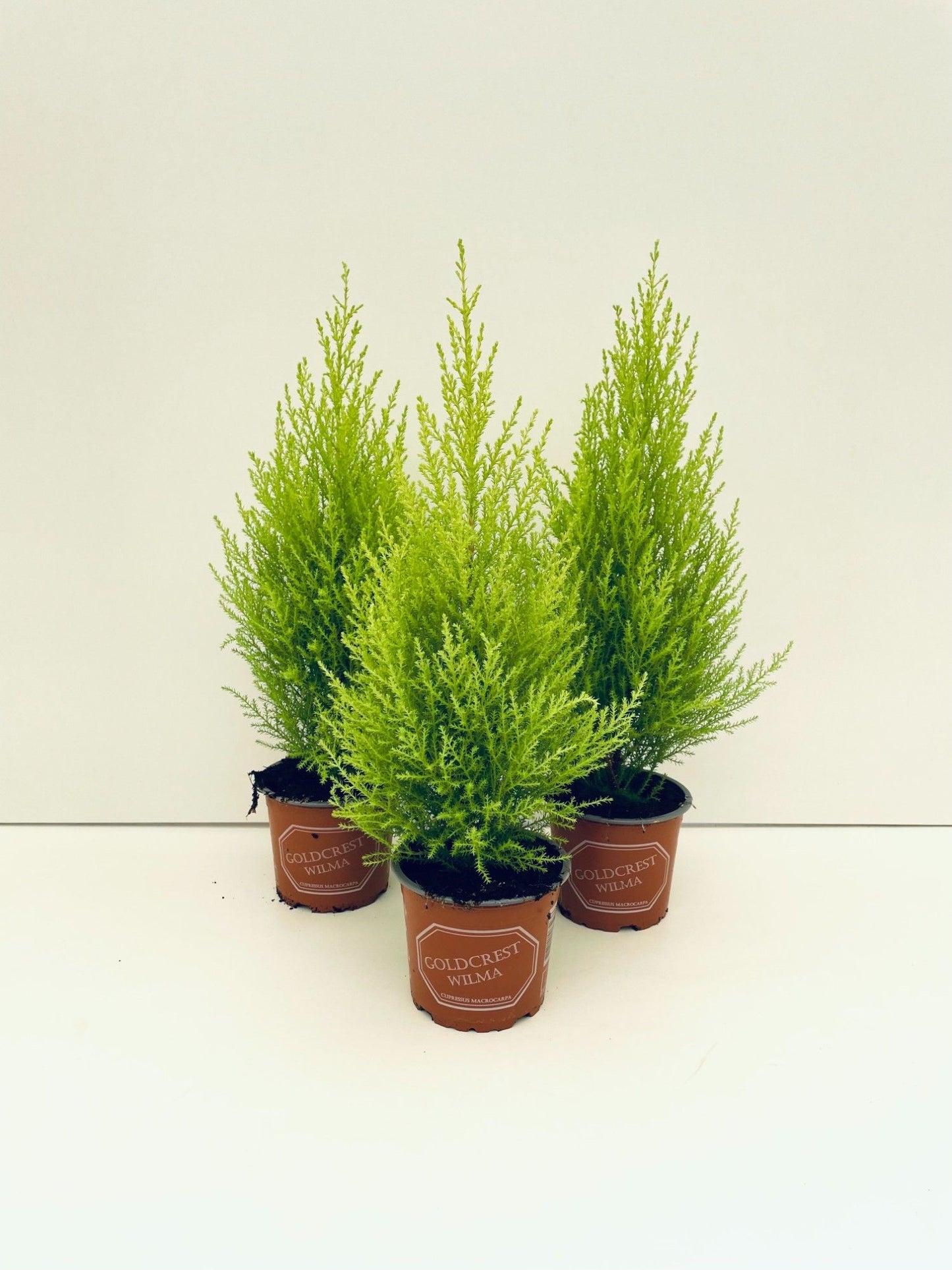 Cupressus macr. Goldcrest 45cm 12cm Pot