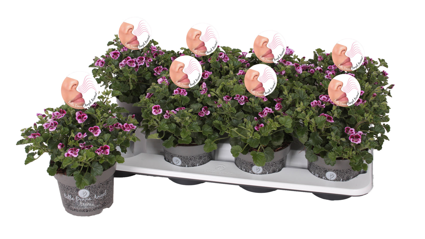 Pelarg. gr. Angel Aroma Jady 25cm 12cm Pot