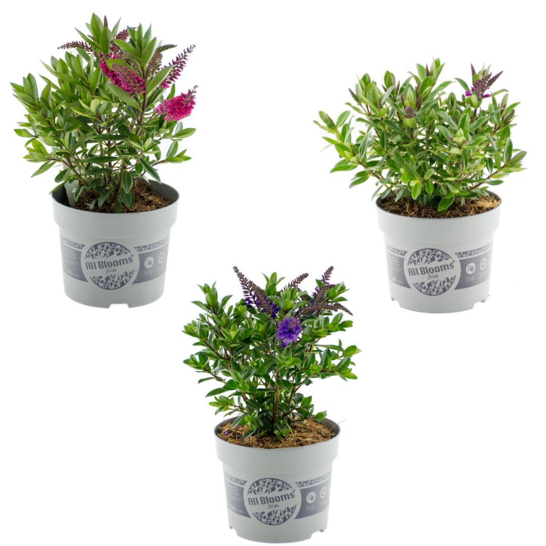Hebe All Blooms mix 30cm 13cm Pot