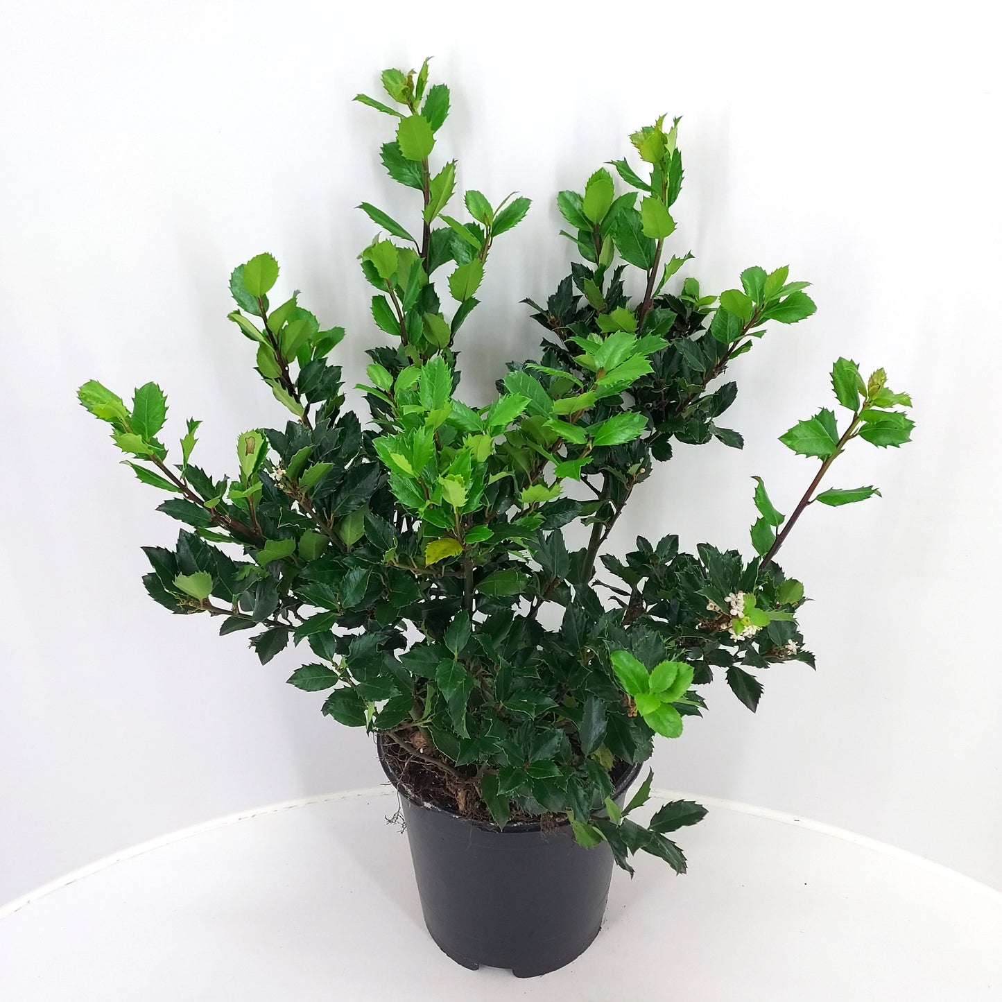 Ilex mes. Blue Prince 60cm 21cm Pot