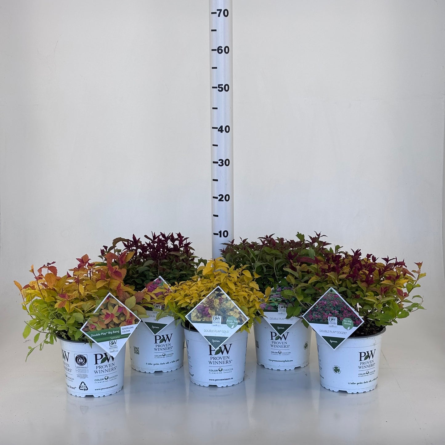 Spiraea jap. Double Play mix 20cm 19cm Pot
