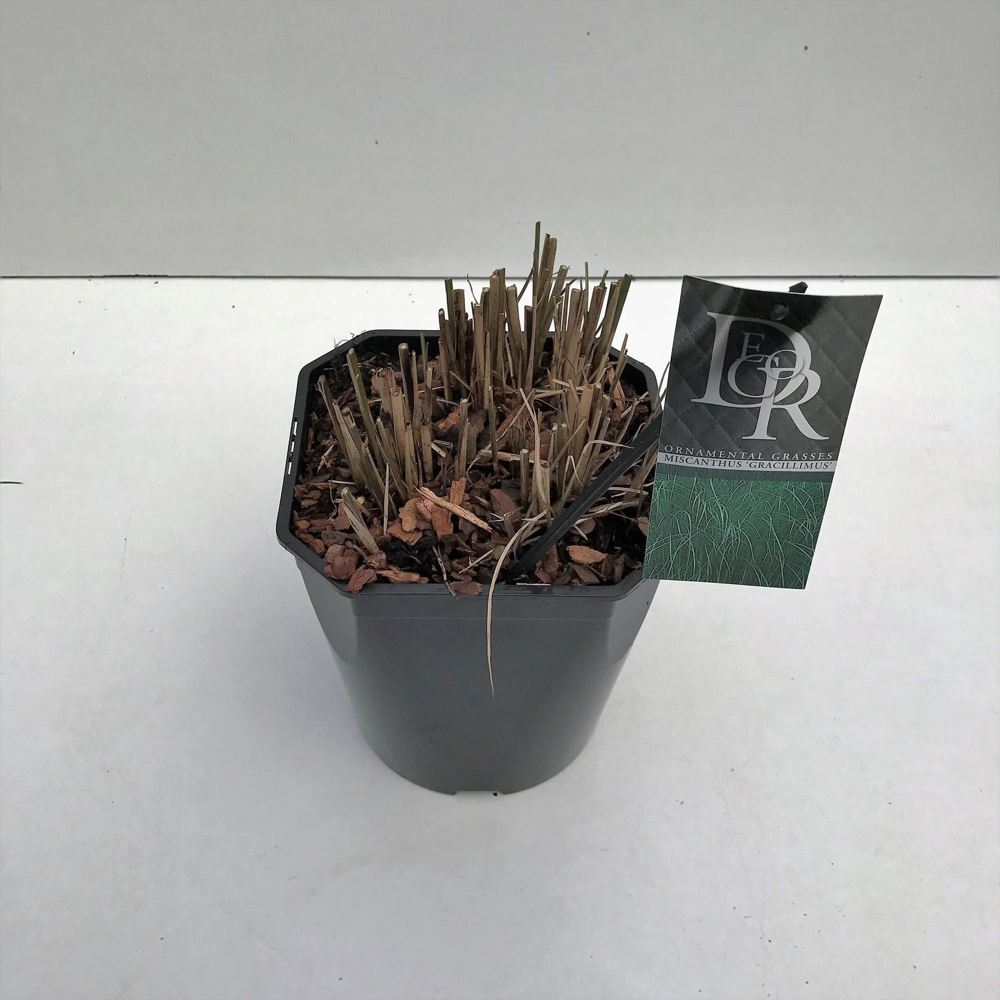 Miscanthus sin. Gracillimus 70cm 23cm Pot