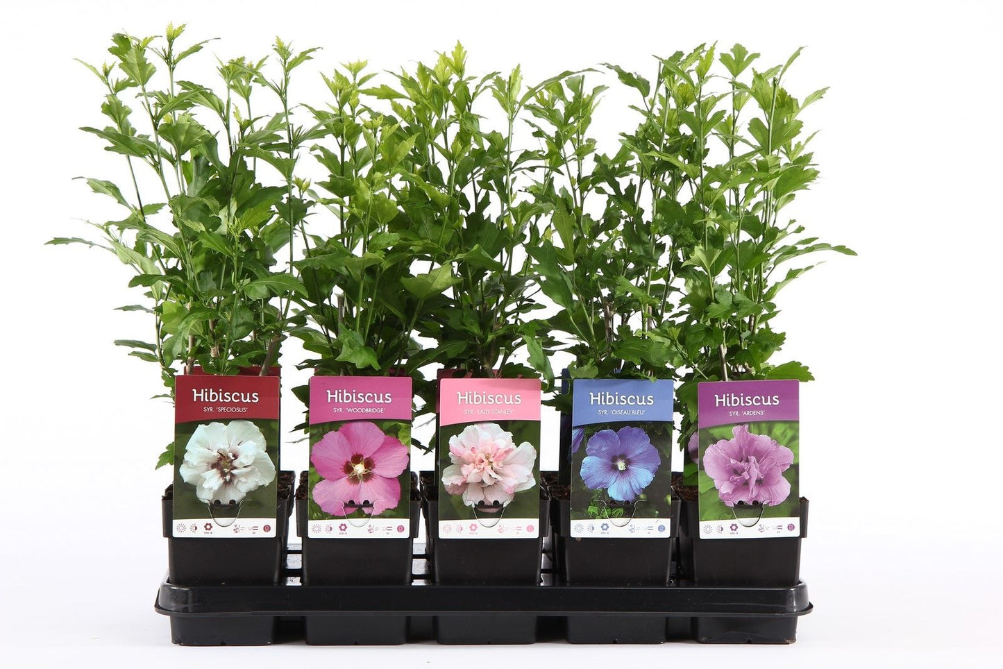 Hibiscus syriacus mix 30cm 13cm Pot