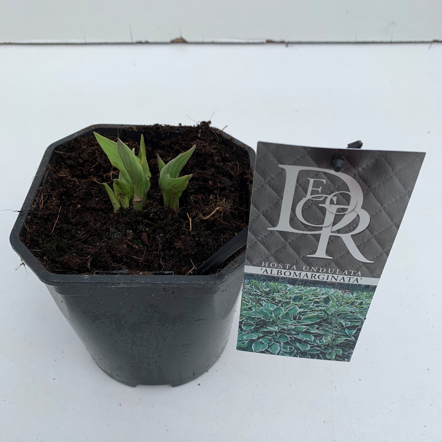 Hosta und. Albomarginata 30cm 17cm Pot