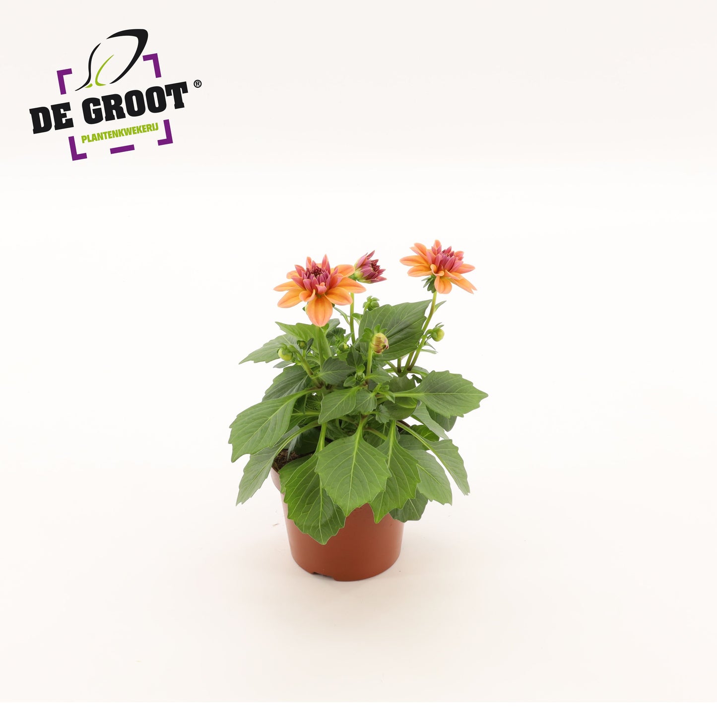 Dahlia salmon 25cm 12cm Pot