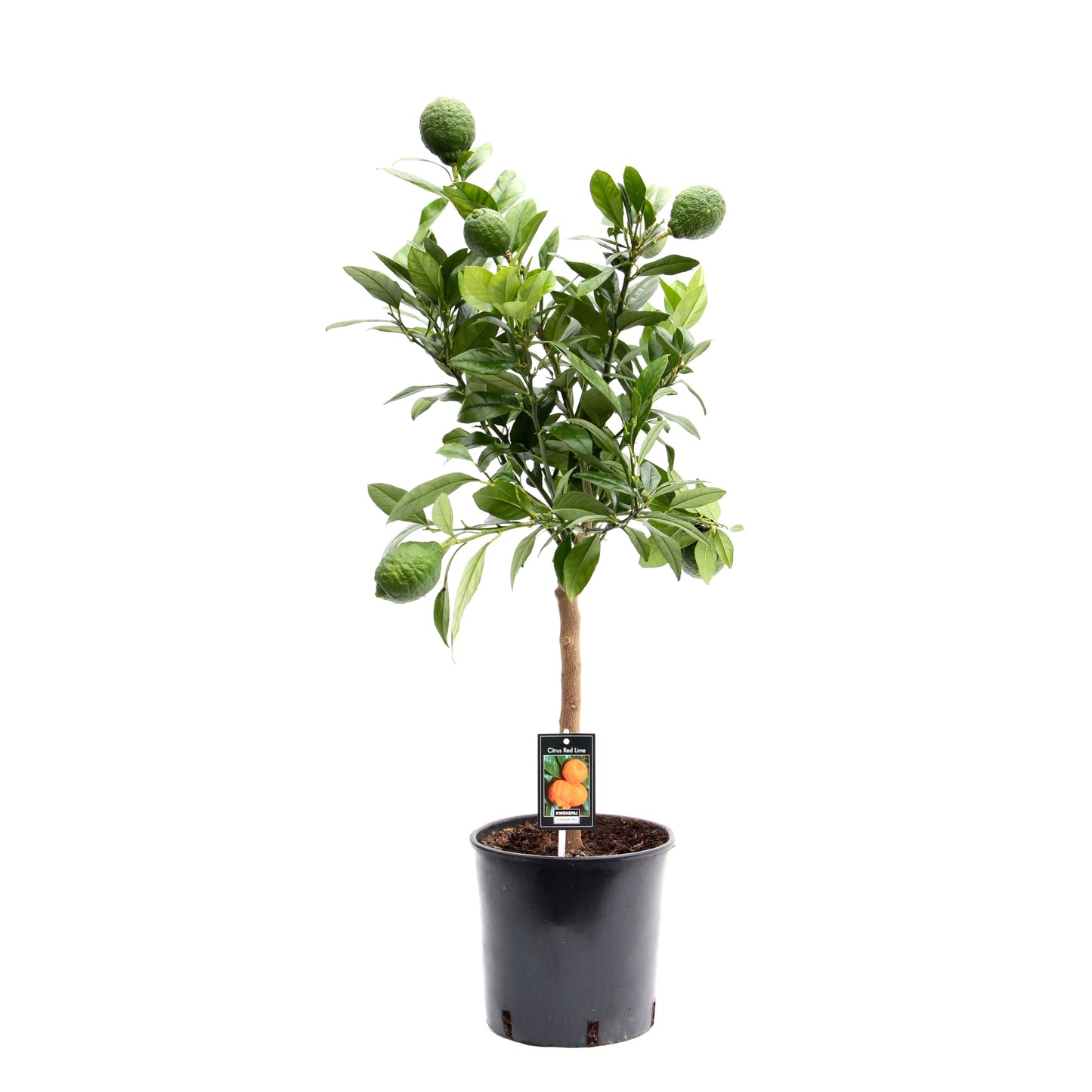 Citrus Red Lime standard 85cm 22cm Pot
