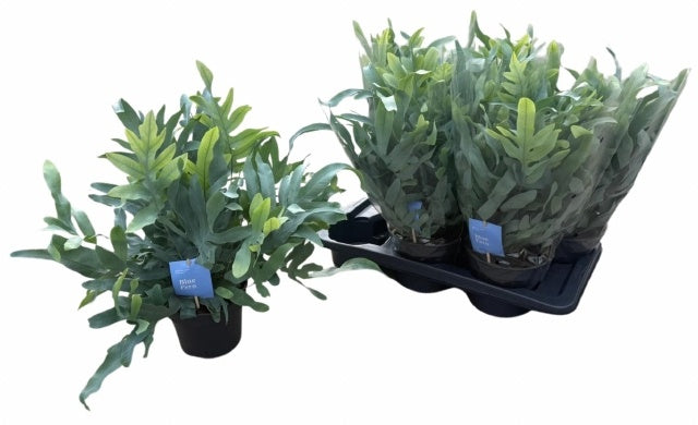 Phlebodium Blue Star 55cm 17cm Pot