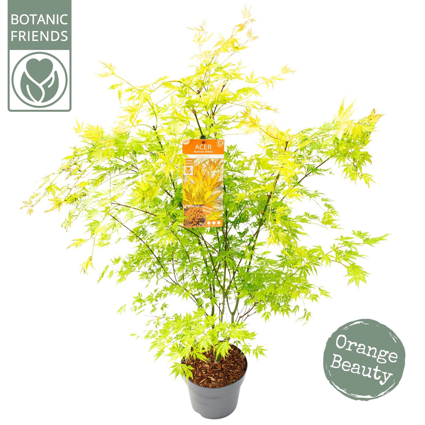 Acer Orange Lace 110cm 29cm Pot