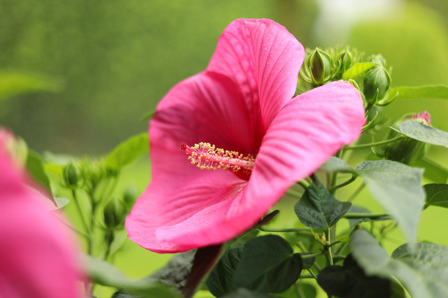 Hibiscus mos. Luna mix 60cm 17cm Pot