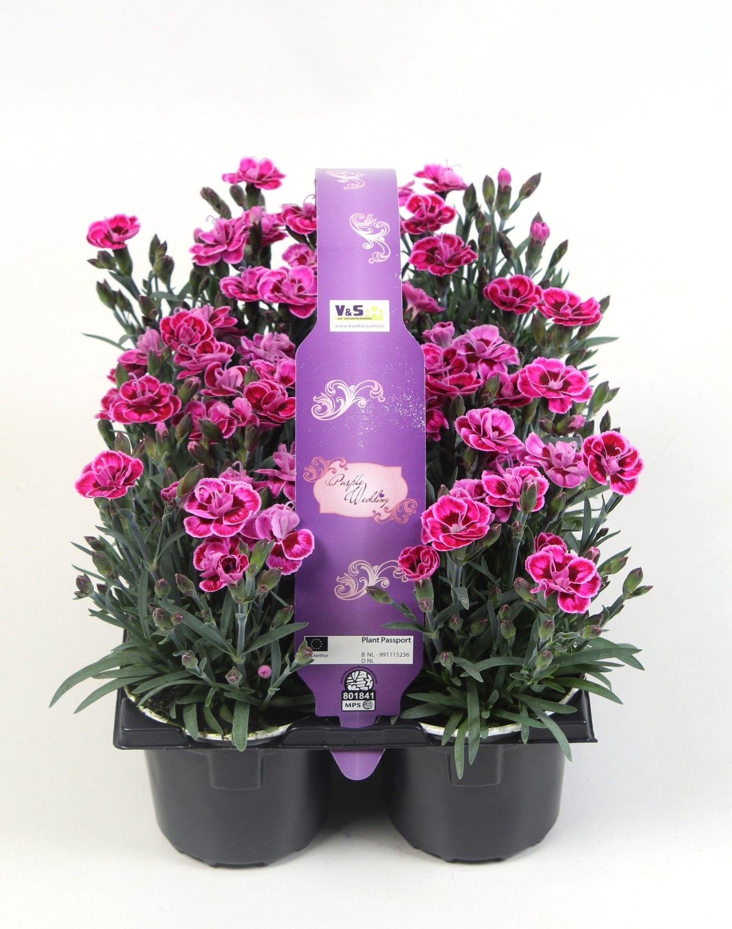 Dianthus Purple Wedding 6-pack 15cm 9cm Pot