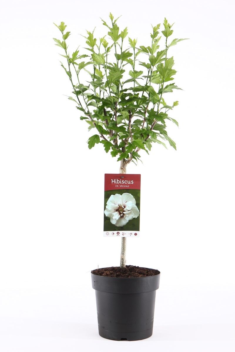 Hibiscus syr. Speciosus 95cm 19cm Pot