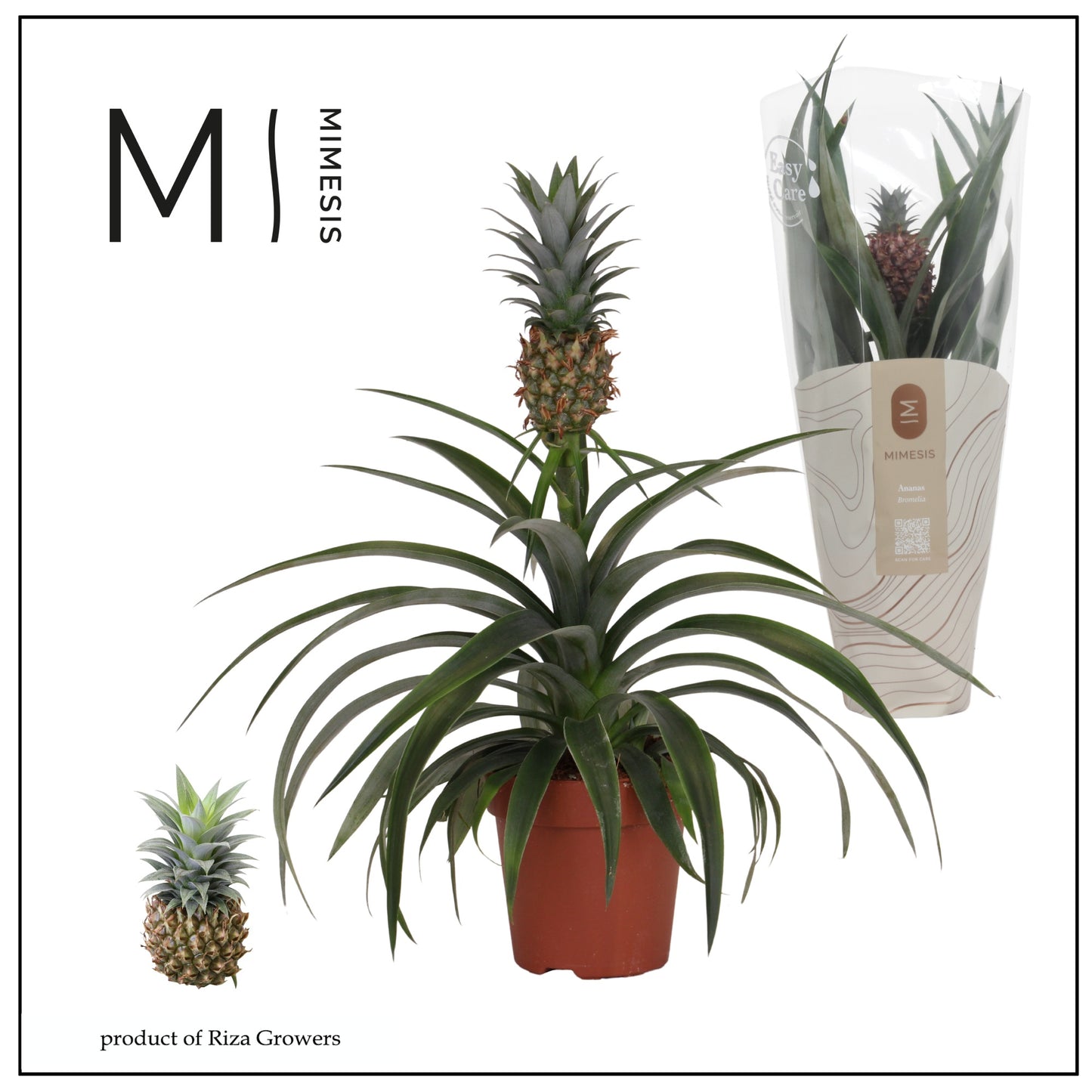 Ananas Mi Amigo 40cm 12cm Pot