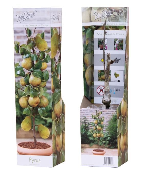Pyrus com. Doy. du Comice Halfstam 35cm 9cm Pot