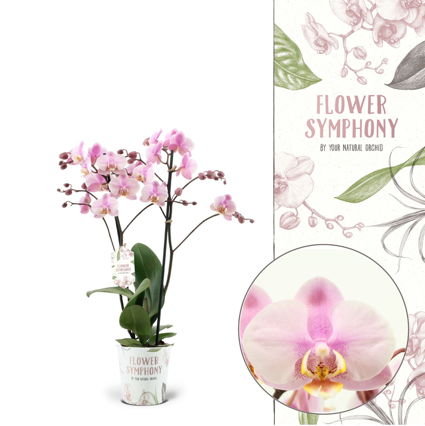 Phalaenopsis Flower Symphony Roskilde 45cm 12cm Pot