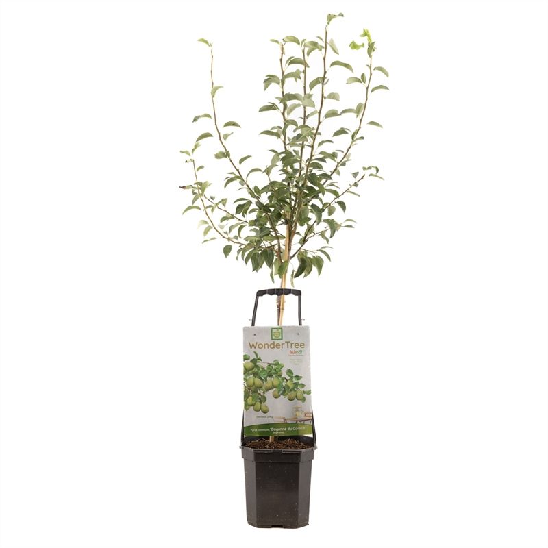 Pyrus com. Doy. du Comice Halfstam 160cm 24cm Pot