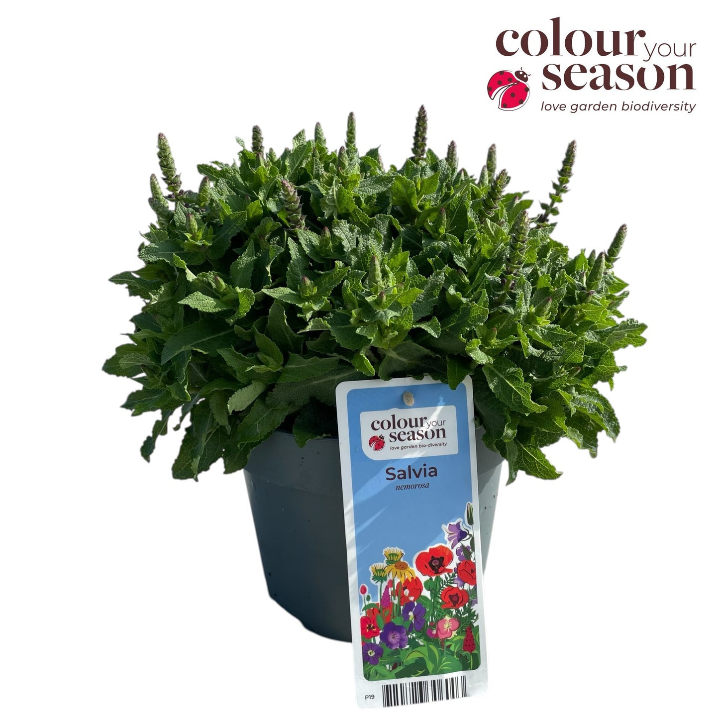 Salvia nemorosa mix 35cm 19cm Pot