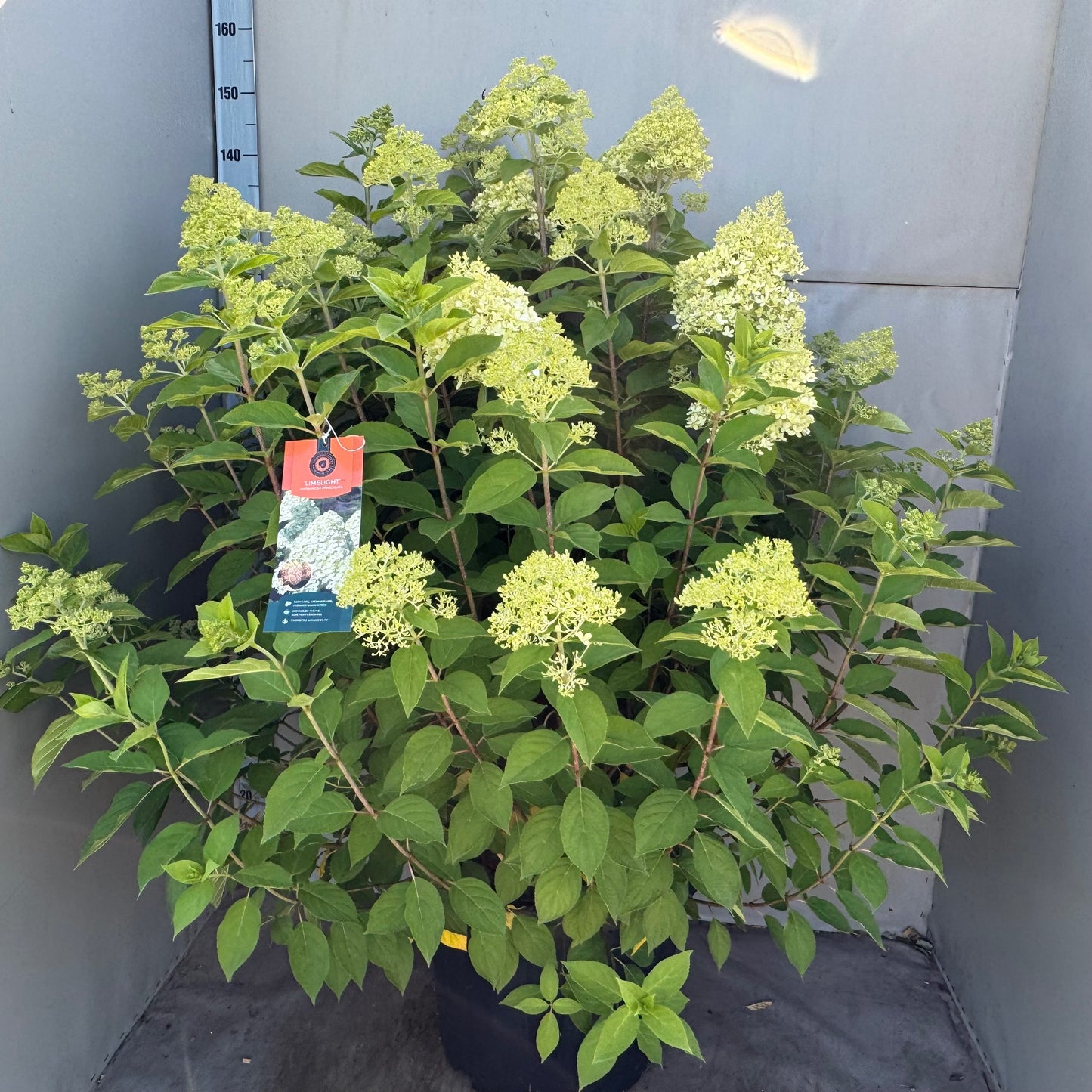 Hydrangea pan. Limelight 65cm 45cm Pot