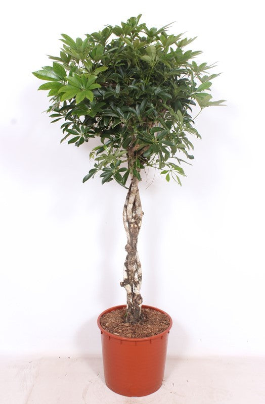 Schefflera Compacta braided 150cm 34cm Pot