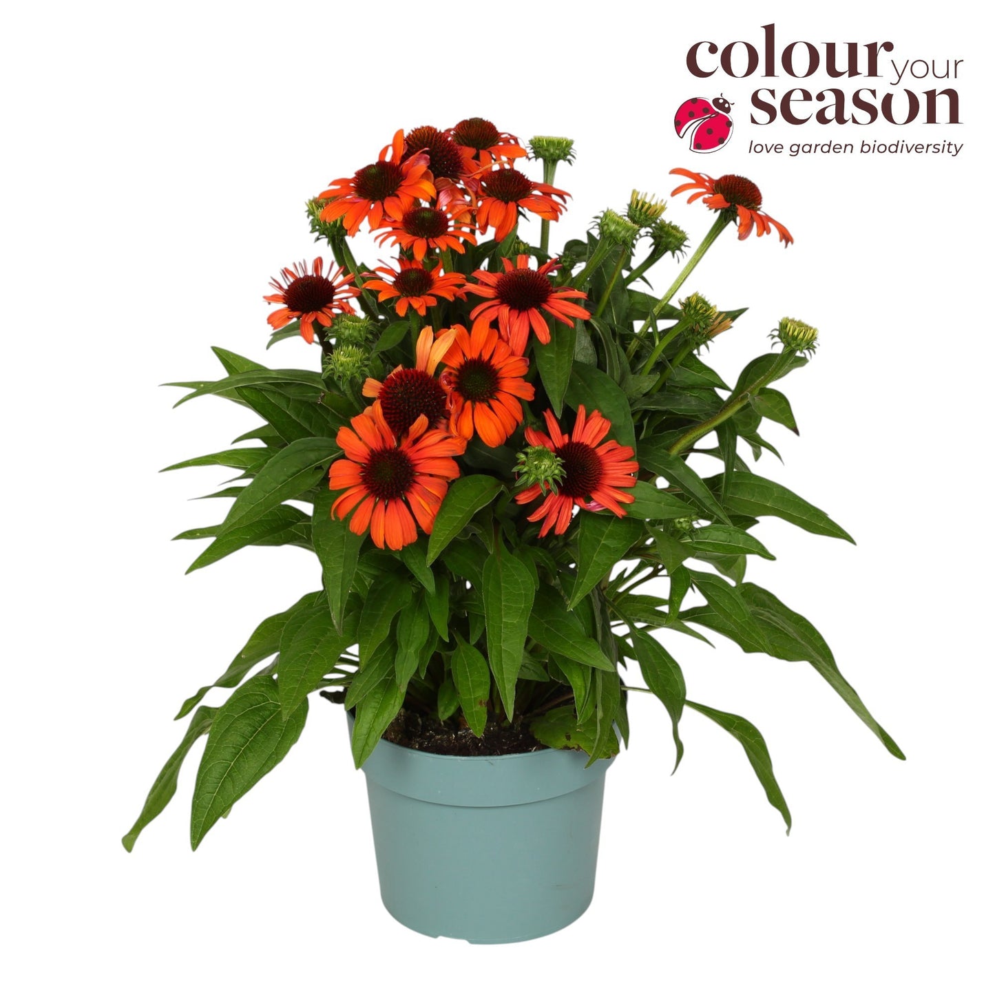 Echinacea Mooodz Fearless 45cm 19cm Pot