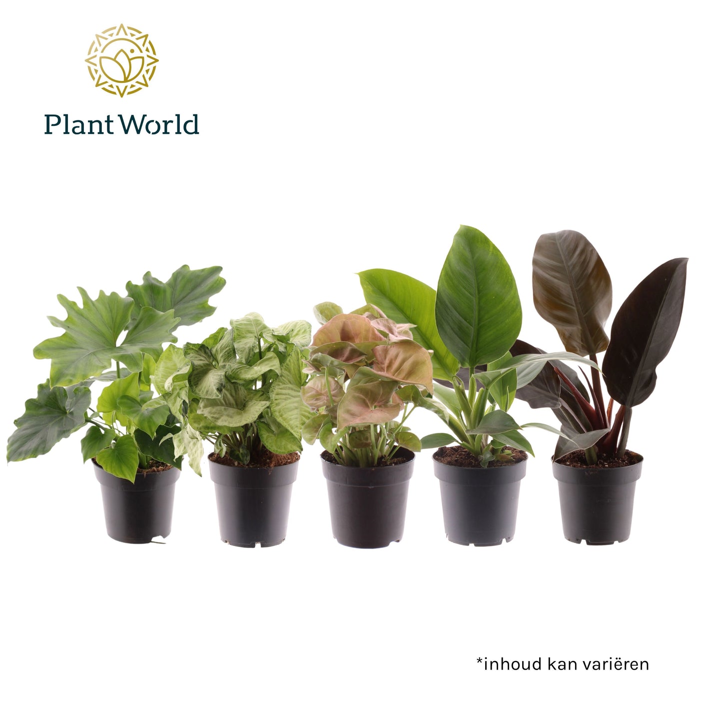 Green plants mix 40cm 14cm Pot