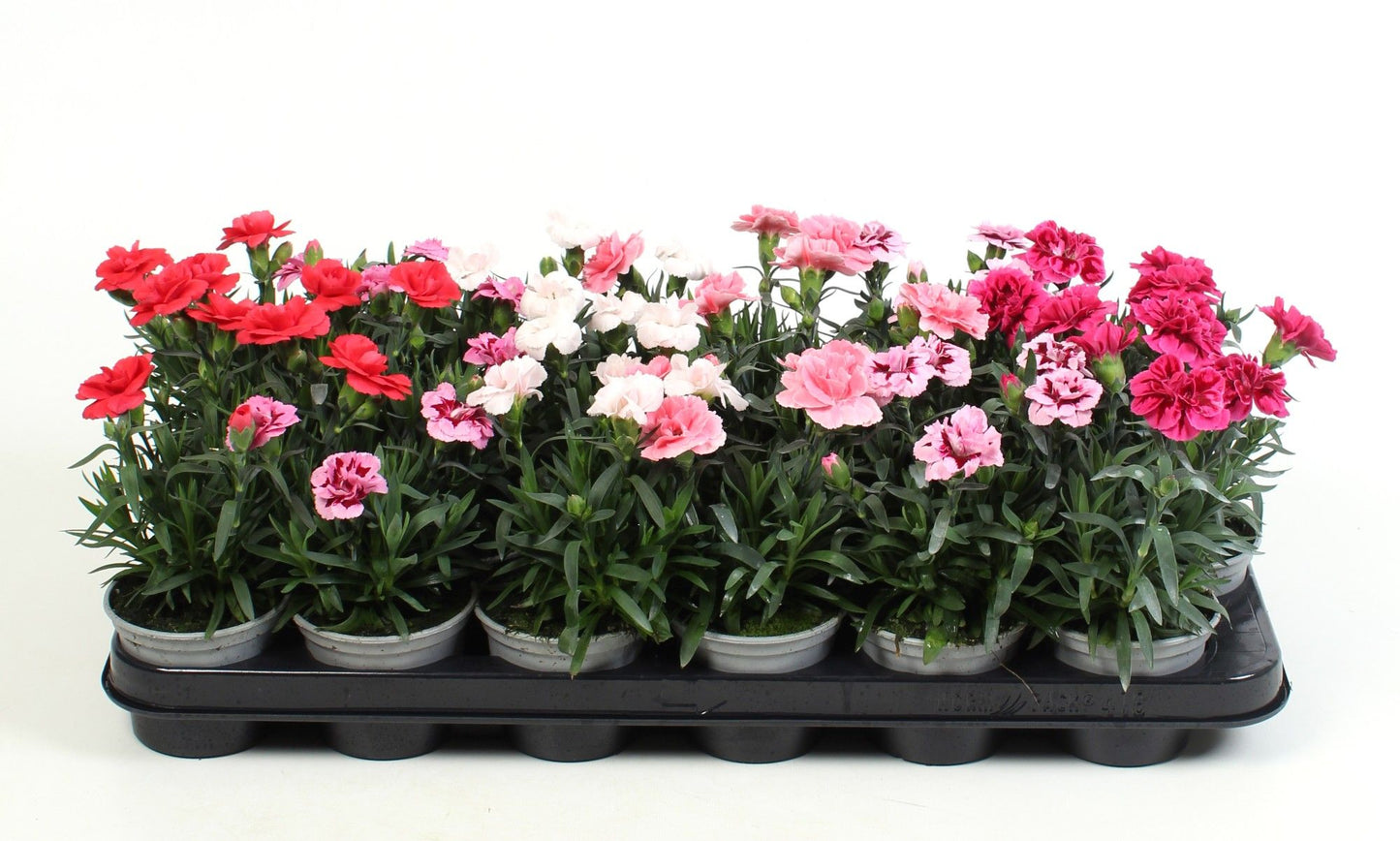 Dianthus mix 15cm 9cm Pot