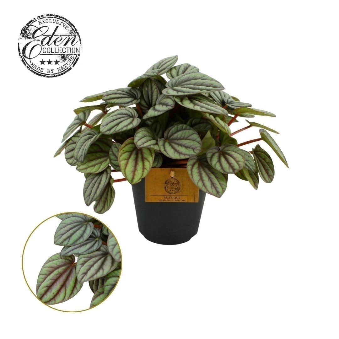 Peperomia Mystique 20cm 12cm Pot