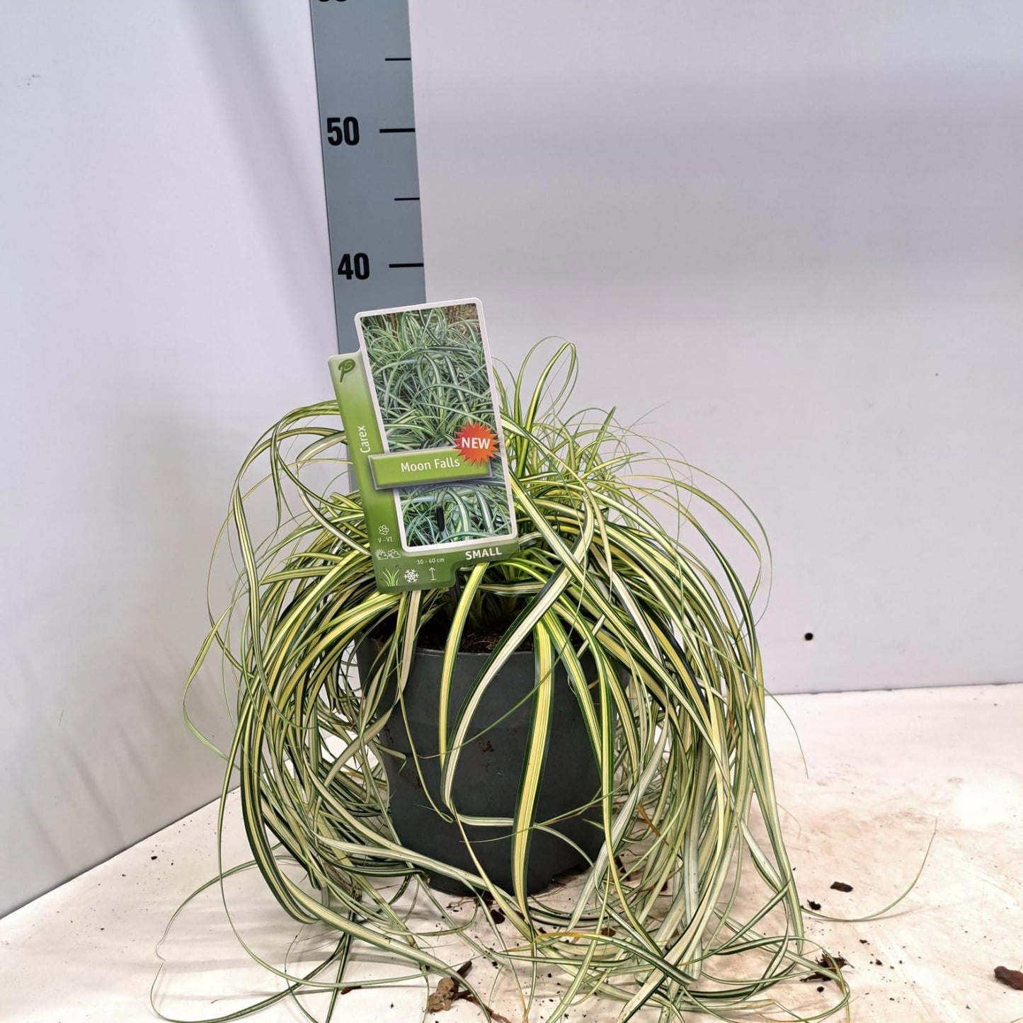 Carex oshimensis 50cm 19cm Pot