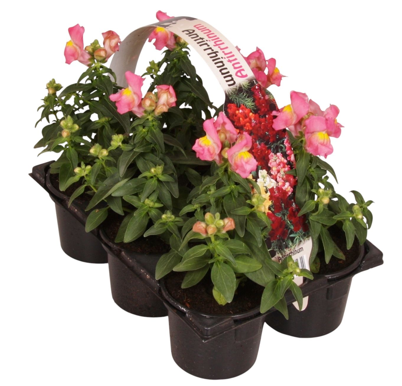 Antirrhinum pink 15cm 9cm Pot