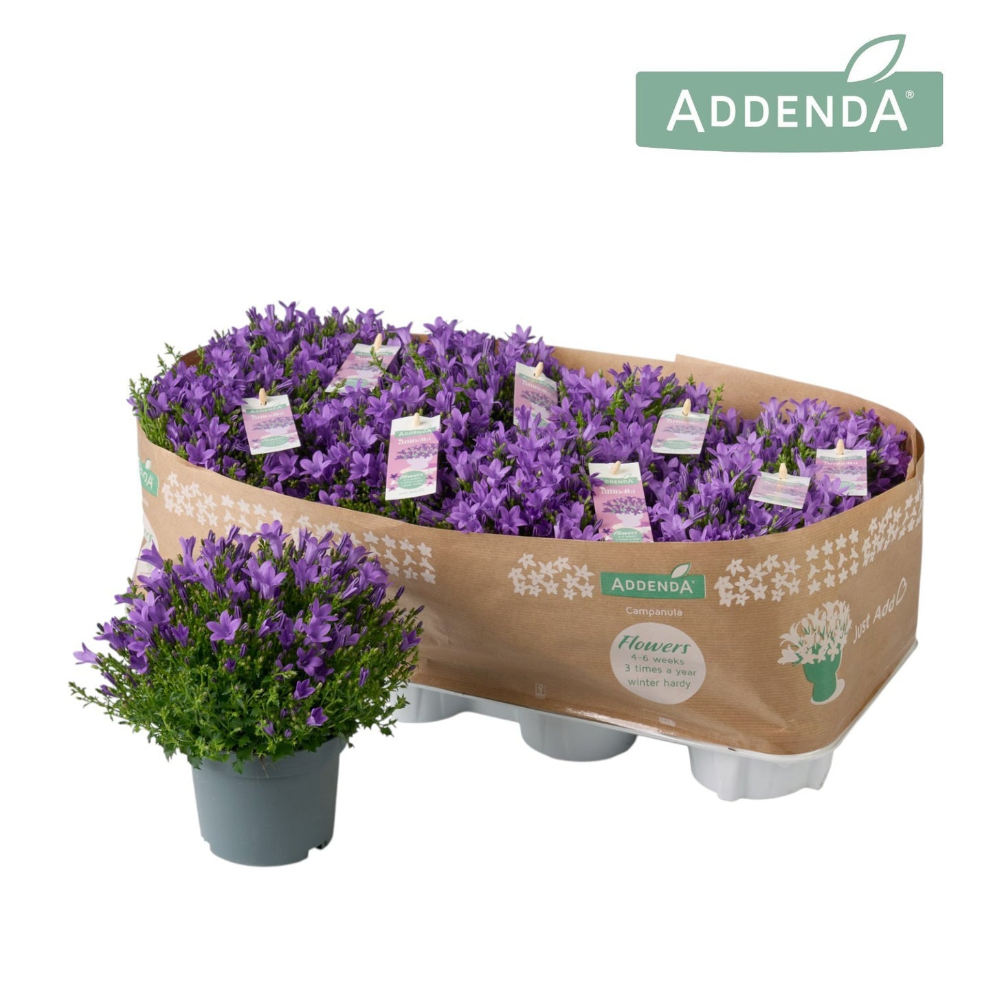 Campanula Ambella Intense purple 17cm 12cm Pot
