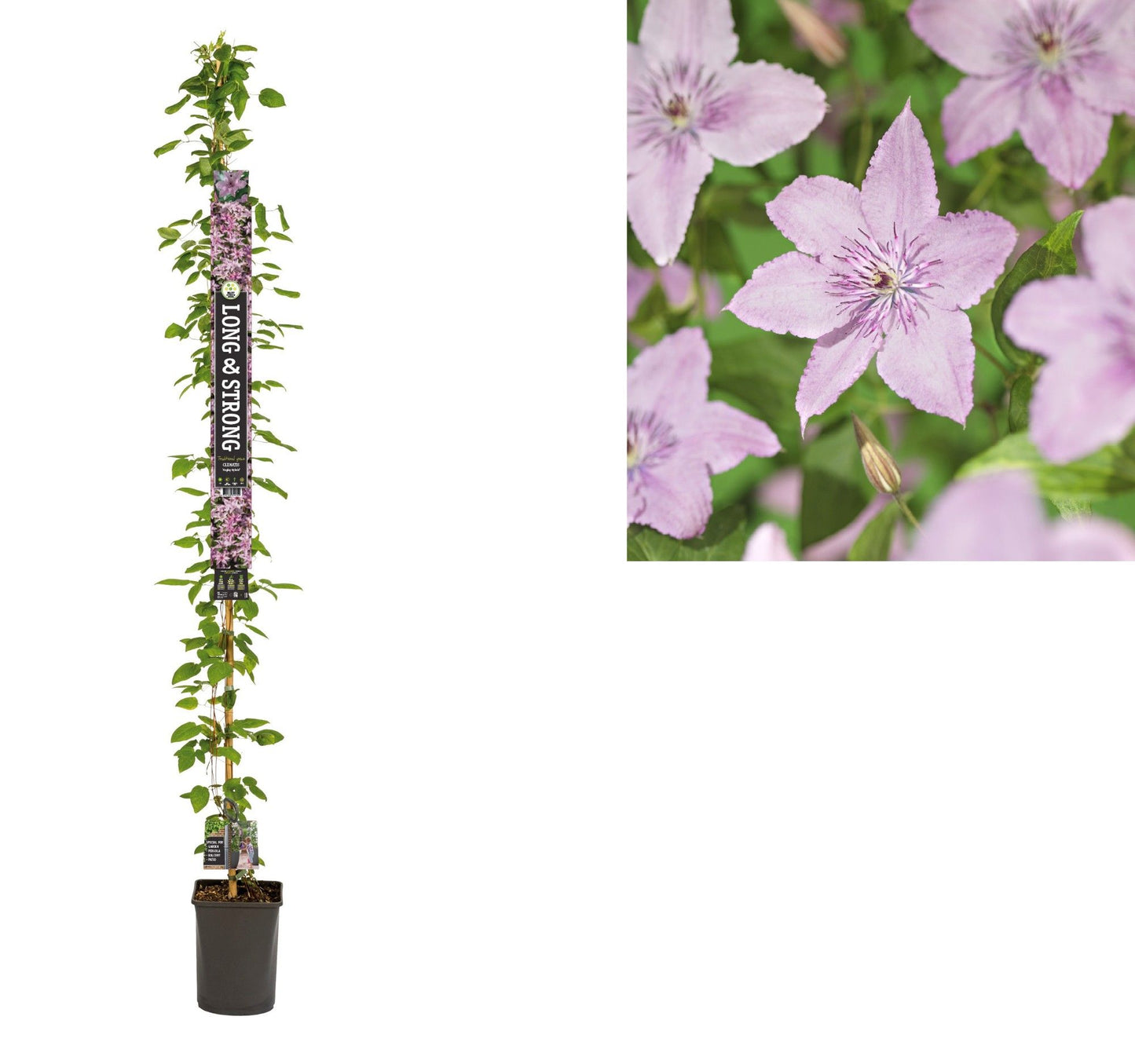 Clematis jac. Hagley Hybrid 210cm 23cm Pot