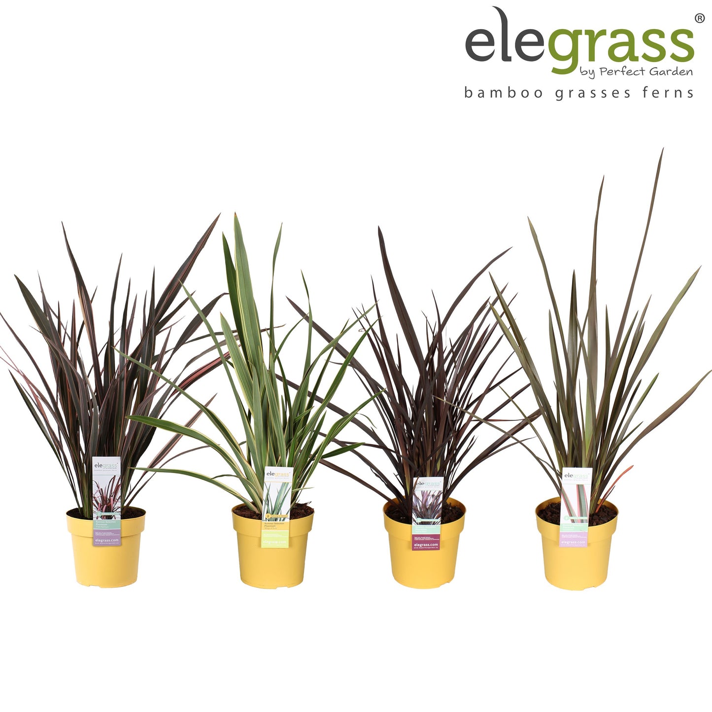 Phormium mix 65cm 19cm Pot