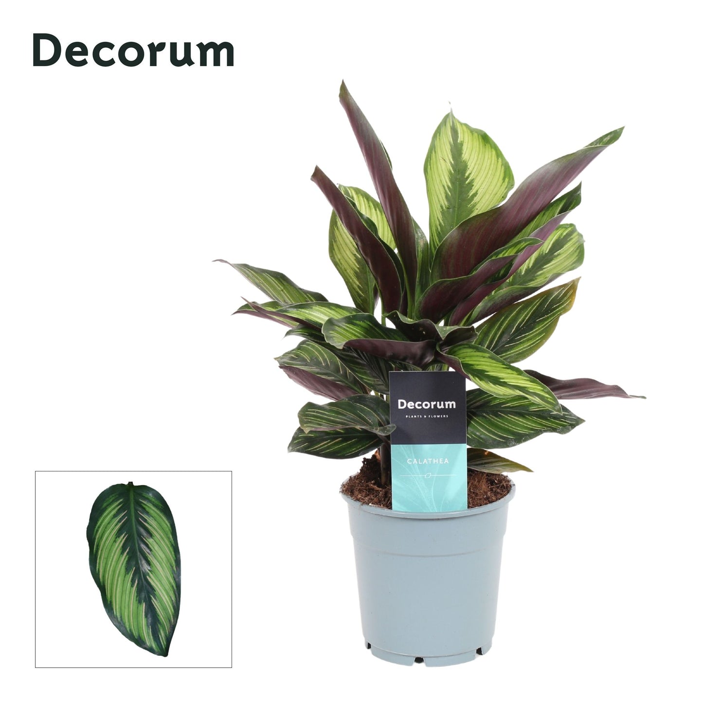 Calathea Princeps 30cm 12cm Pot