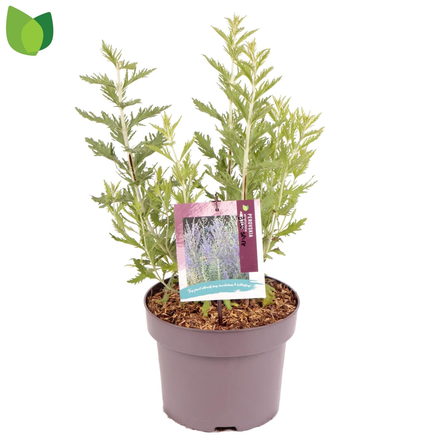 Perovskia atr. Blue Spire 60cm 23cm Pot