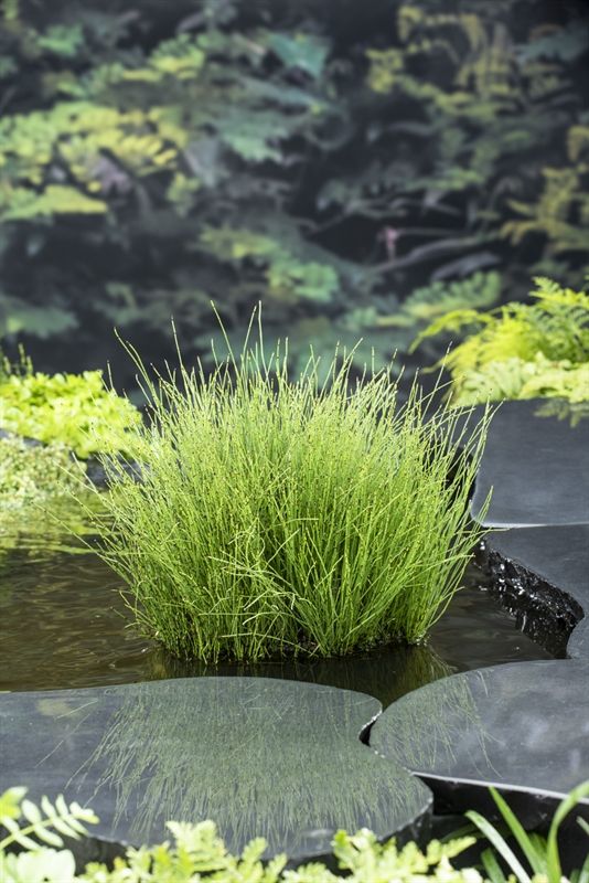 Equisetum scirpoides (18 x18) 20cm 18cm Pot