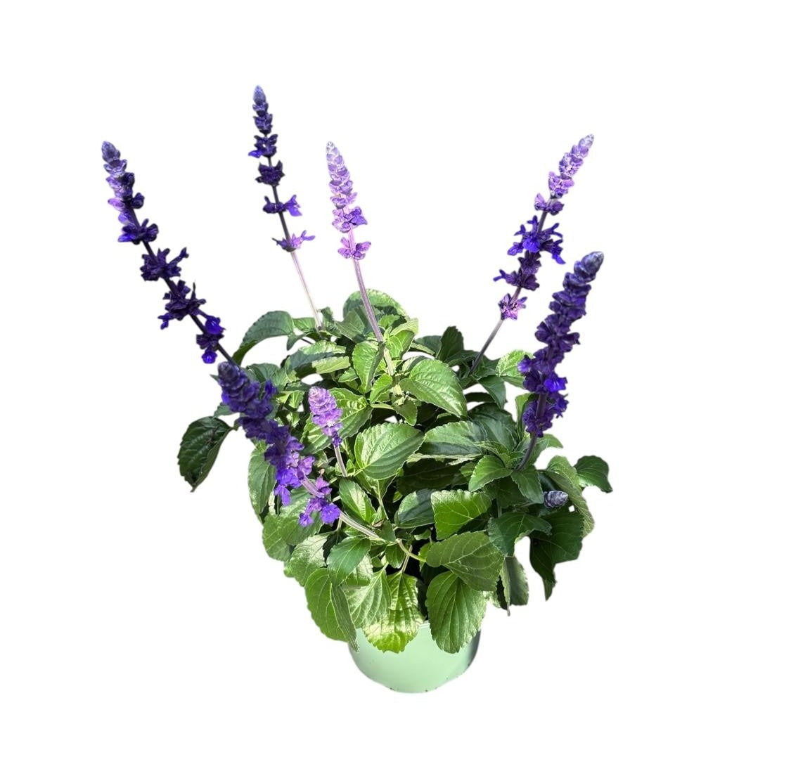 Salvia Mystic Spires Blue 30cm 19cm Pot