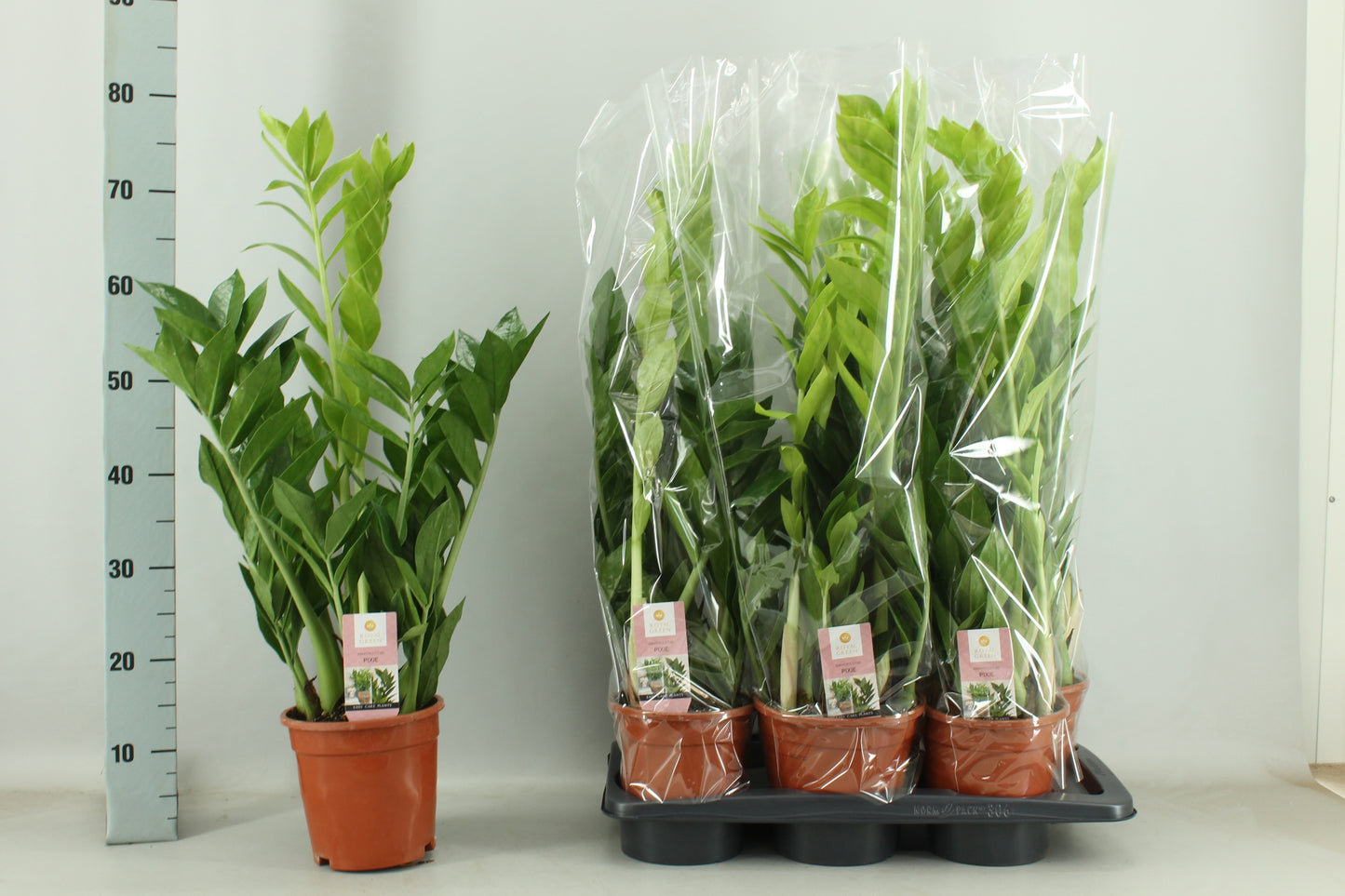 Zamioculcas Pixie 80cm 17cm Pot