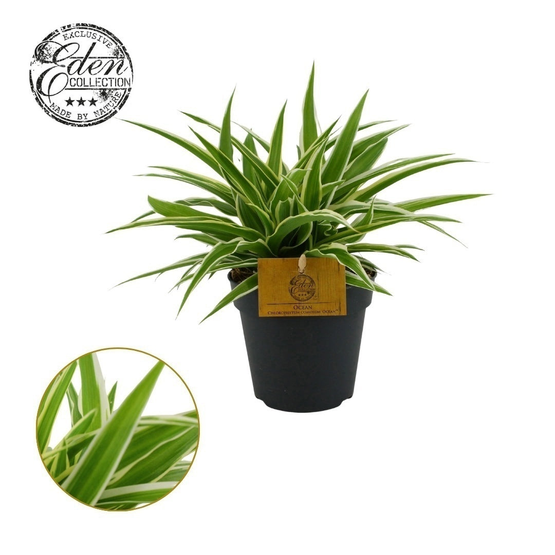 Chlorophytum Ocean 25cm 12cm Pot