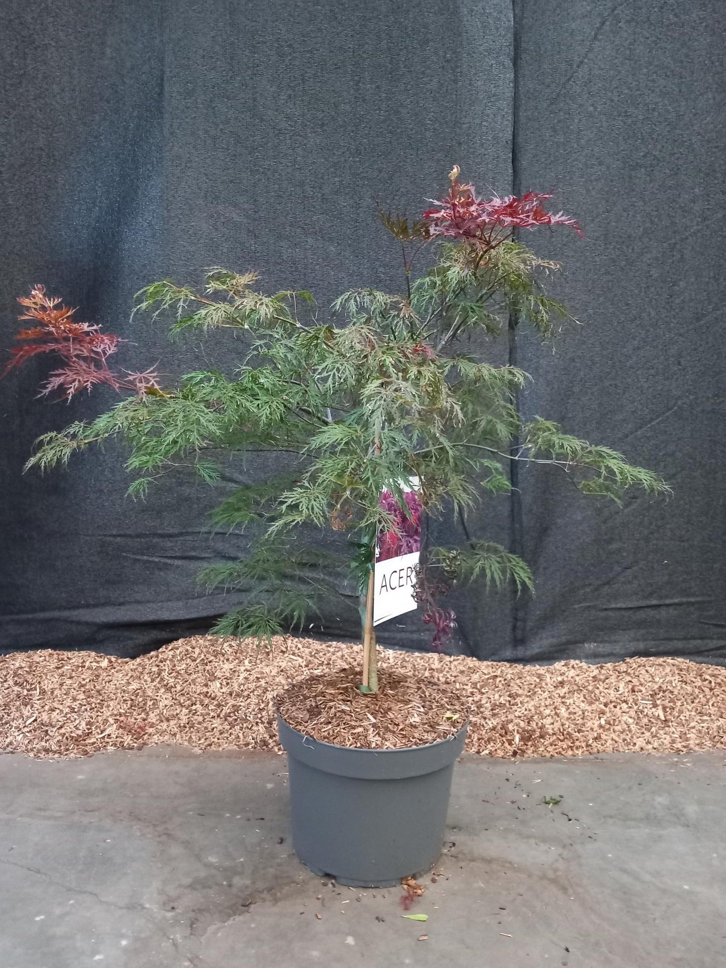 Acer palm. Inaba-shidare 90cm 29cm Pot