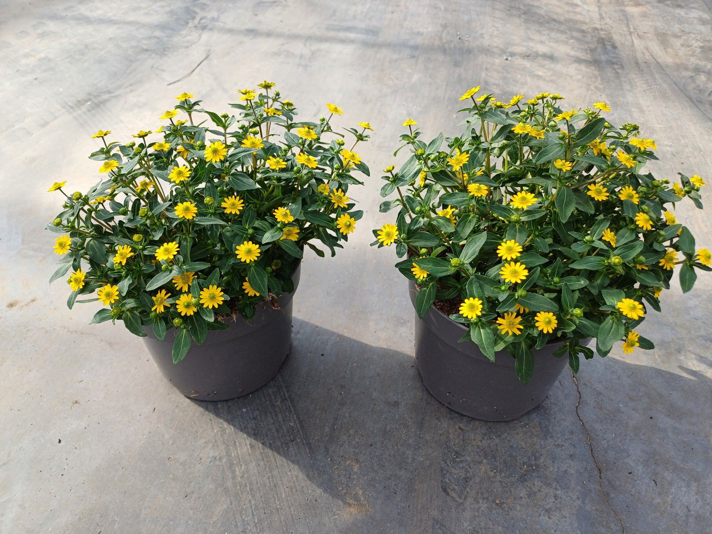 Sanvitalia Golden Penny 25cm 17cm Pot