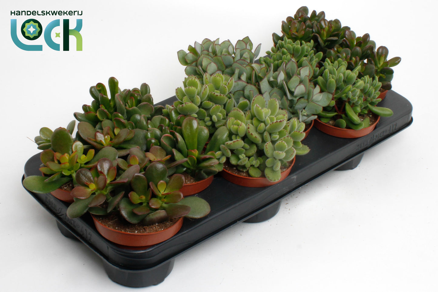 Crassula mix 15cm 10.5cm Pot