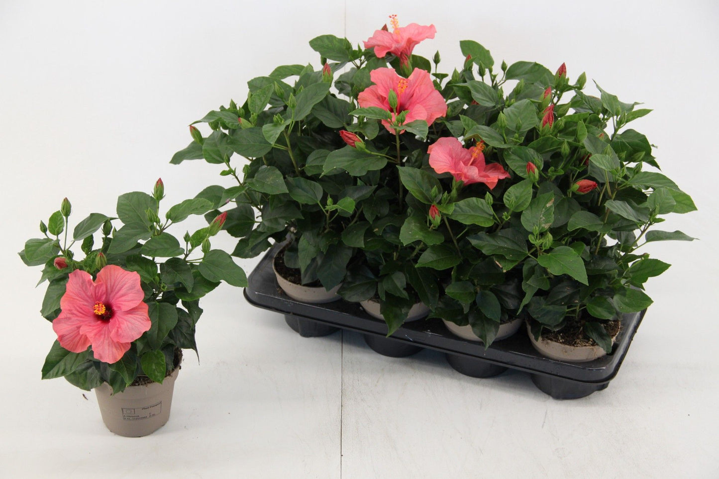 Hibiscus rosa-sinesis Venetie pink 35cm 13cm Pot
