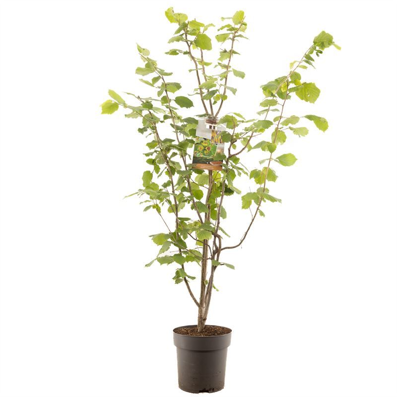 Corylus avellana 200cm 27cm Pot
