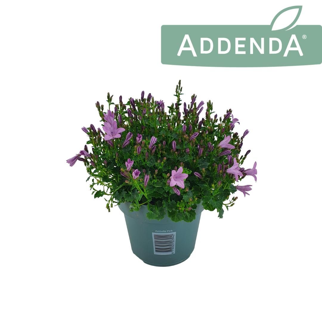 Campanula Ambella pink 22cm 14cm Pot