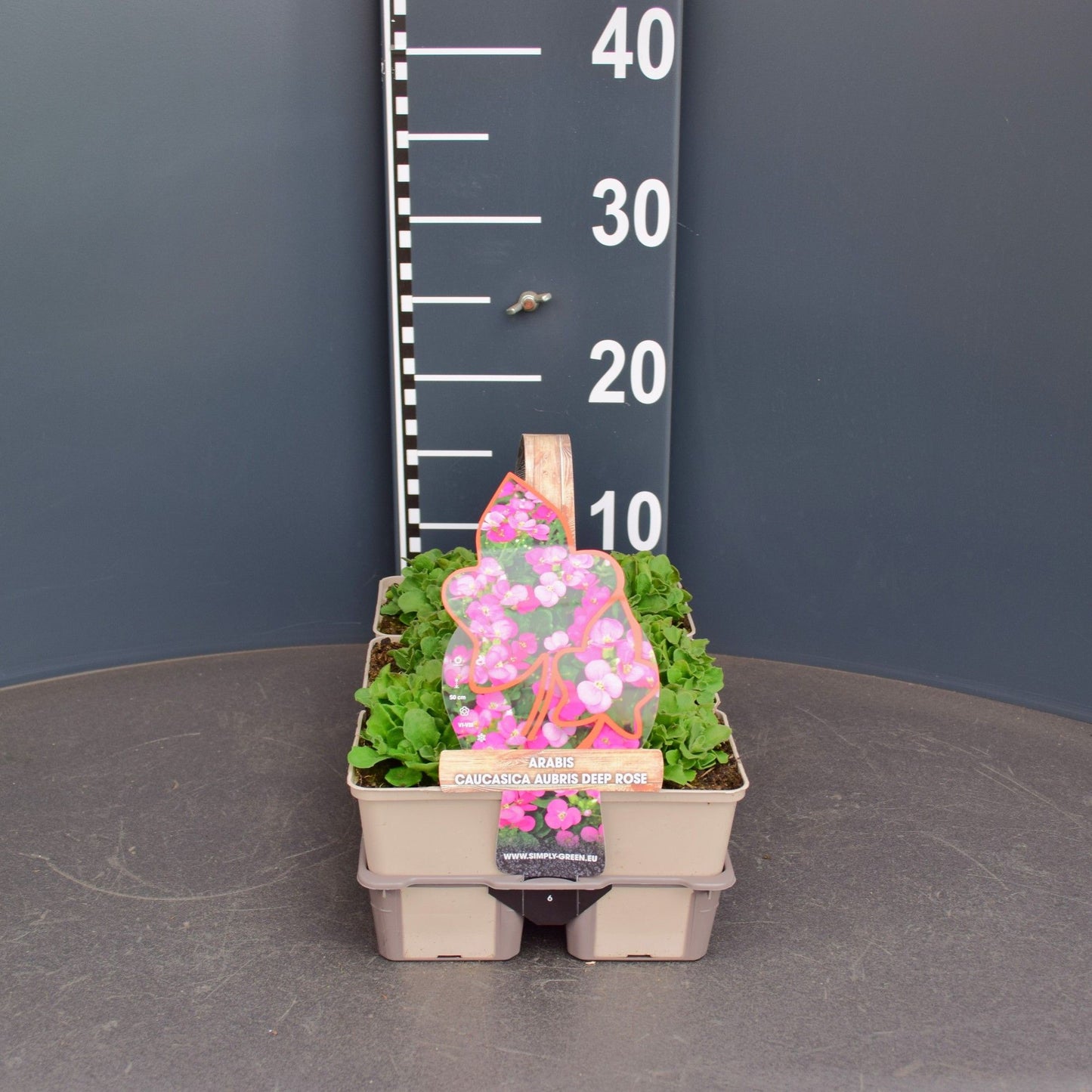 Arabis Caucasia 15cm 9cm Pot