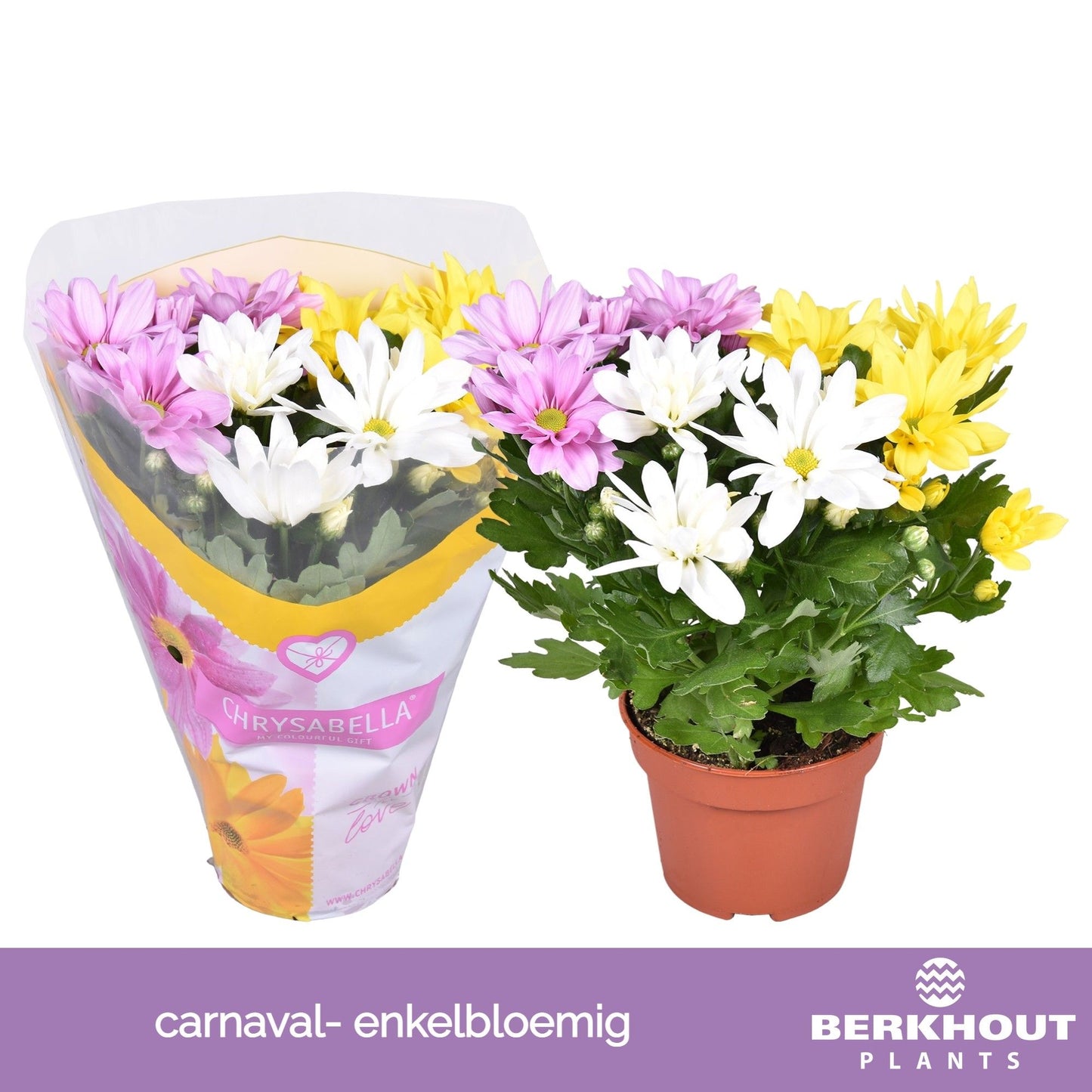 Chrysanthemum single carnaval 26cm 12cm Pot