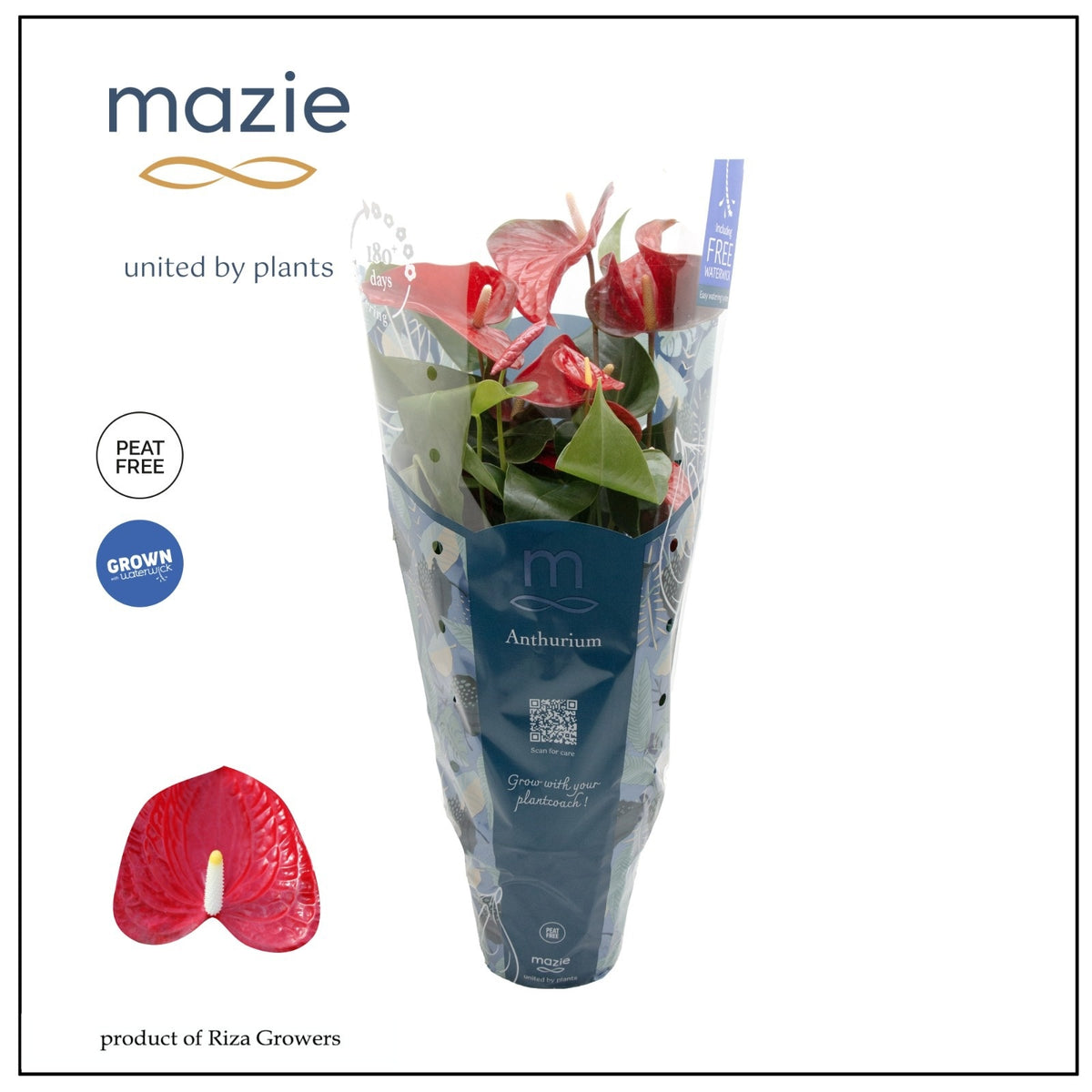 Anthurium Karma Red 60cm 17cm Pot