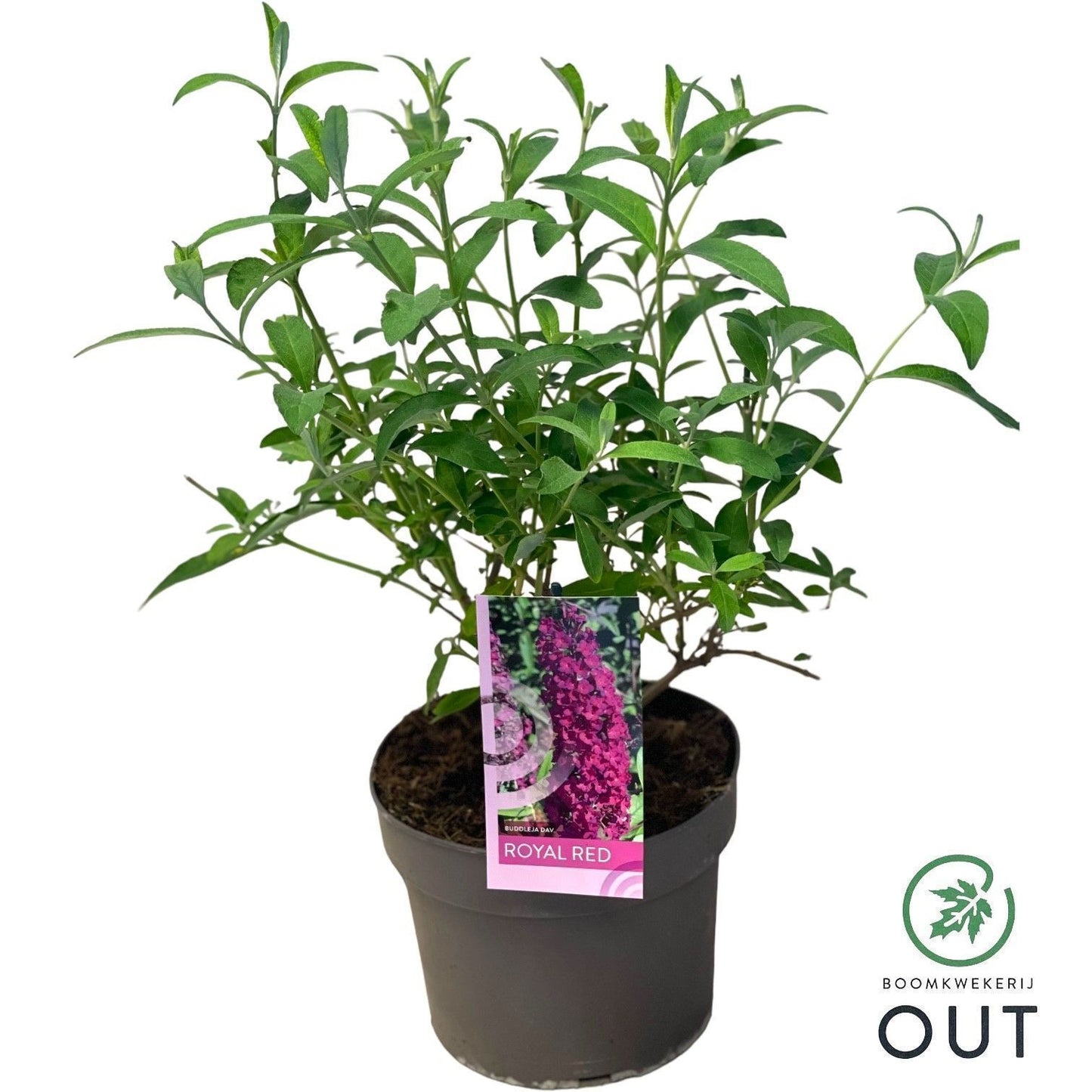 Buddleja davidii Royal Red 50cm 19cm Pot